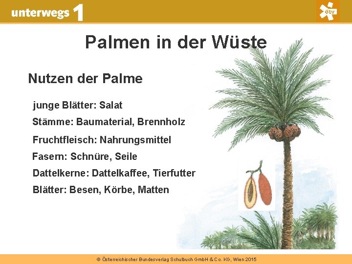 Palmen in der Wüste Nutzen der Palme junge Blätter: Salat Stämme: Baumaterial, Brennholz Fruchtfleisch: