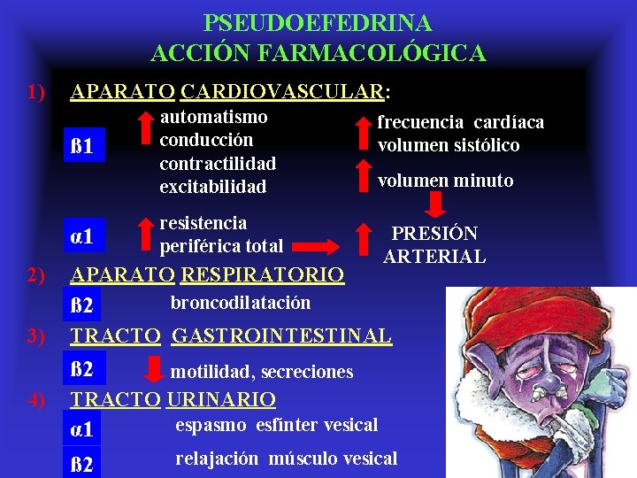 PSEUDOEFEDRINA ACCIÓN FARMACOLÓGICA 1) APARATO CARDIOVASCULAR: ß 1 α 1 2) volumen minuto resistencia