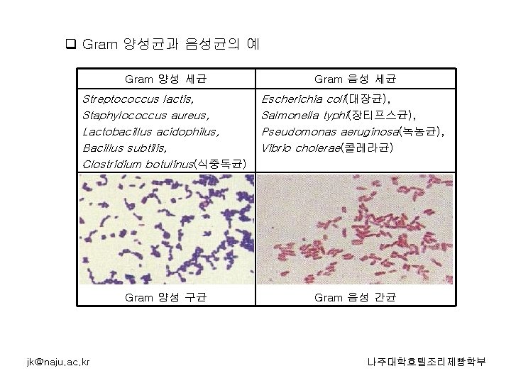 q Gram 양성균과 음성균의 예 Gram 양성 세균 Gram 음성 세균 Streptococcus lactis, Staphylococcus