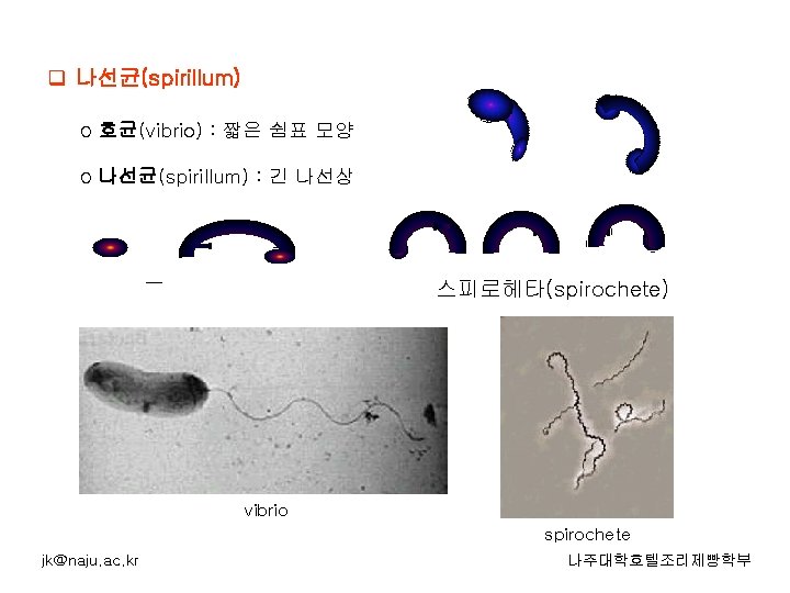 q 나선균(spirillum) o 호균(vibrio) : 짧은 쉼표 모양 o 나선균(spirillum) : 긴 나선상 스피로헤타(spirochete)