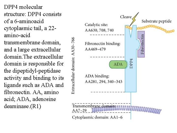 DPP 4 molecular structure: DPP 4 consists of a 6 -aminoacid cytoplasmic tail, a