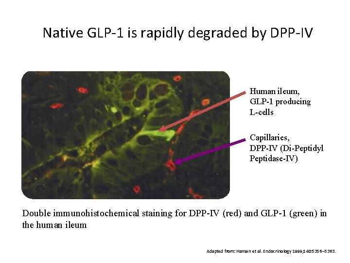 Native GLP-1 is rapidly degraded by DPP-IV Human ileum, GLP-1 producing L-cells Capillaries, DPP-IV