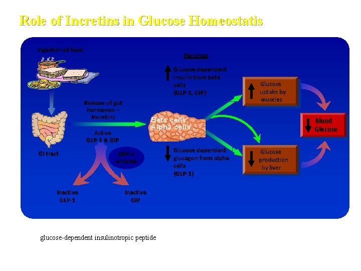 Role of Incretins in Glucose Homeostatis Ingestion of food Pancreas Glucose-dependent insulin from beta