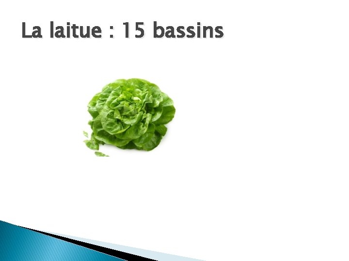 La laitue : 15 bassins 