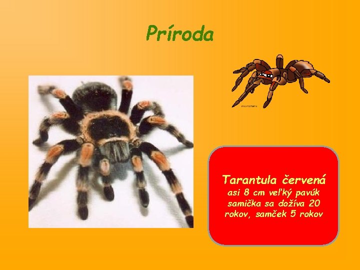 Príroda Tarantula červená asi 8 cm veľký pavúk samička sa dožíva 20 rokov, samček