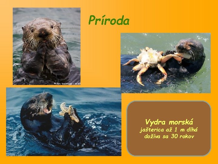 Príroda Vydra morská jašterica až 1 m dlhá dožíva sa 30 rokov 