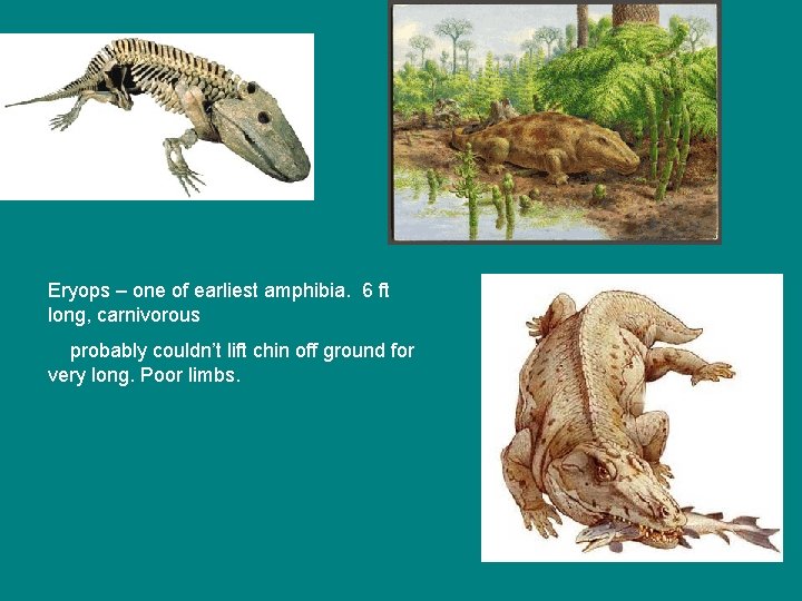 Eryops – one of earliest amphibia. 6 ft long, carnivorous probably couldn’t lift chin