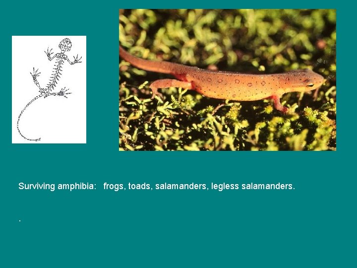 Surviving amphibia: frogs, toads, salamanders, legless salamanders. . 