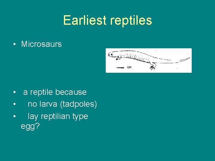 Earliest reptiles • Microsaurs • a reptile because • no larva (tadpoles) • lay