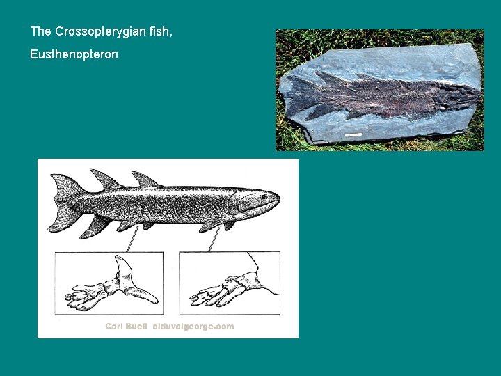 The Crossopterygian fish, Eusthenopteron 