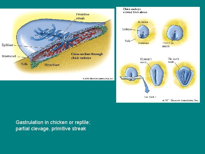 Gastrulation in chicken or reptile; partial clevage, primitive streak 
