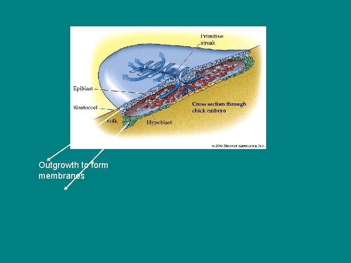 Outgrowth to form membranes 