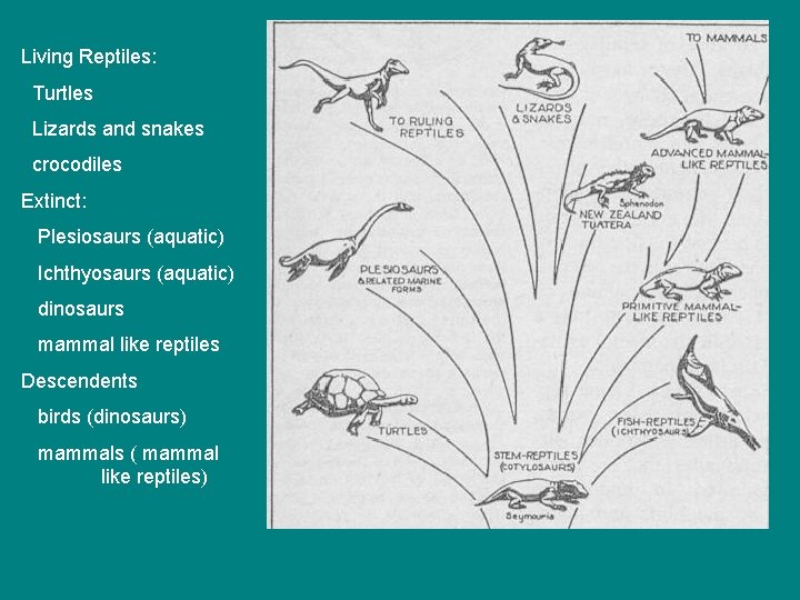 Living Reptiles: Turtles Lizards and snakes crocodiles Extinct: Plesiosaurs (aquatic) Ichthyosaurs (aquatic) dinosaurs mammal