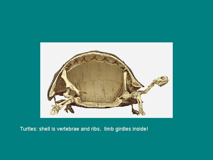 Turtles: shell is vertebrae and ribs, limb girdles inside! 