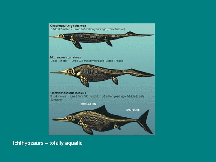 Ichthyosaurs – totally aquatic 