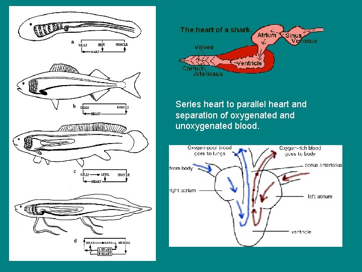 Series heart to parallel heart and separation of oxygenated and unoxygenated blood. 