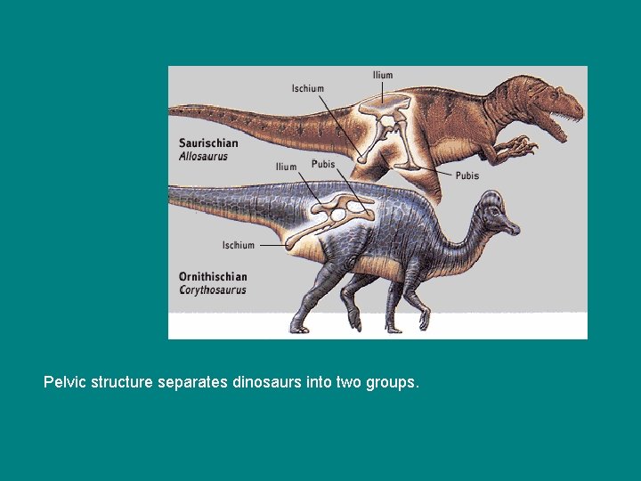 Pelvic structure separates dinosaurs into two groups. 