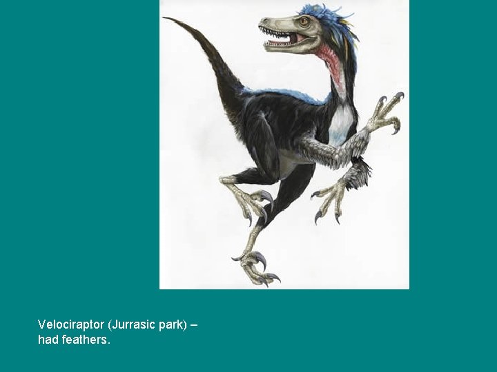 Velociraptor (Jurrasic park) – had feathers. 