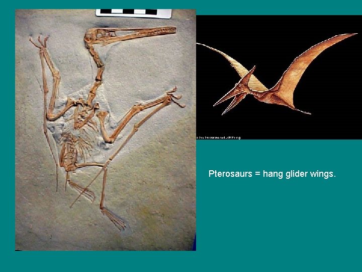 Pterosaurs = hang glider wings. 