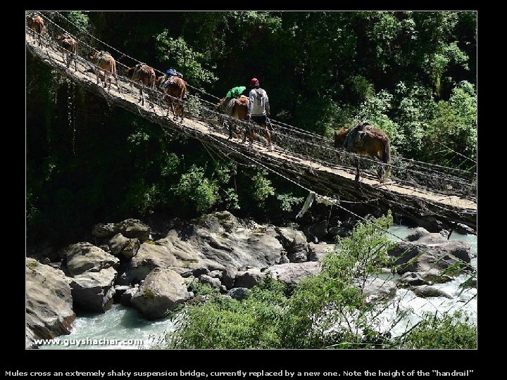 Mules cross an extremely shaky suspension bridge, currently replaced by a new one. Note