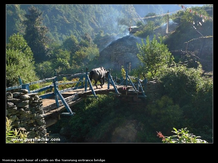 Morning rush hour of cattle on the Namrung entrance bridge 