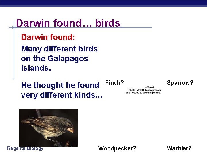 Darwin found… birds Darwin found: Many different birds on the Galapagos Islands. He thought