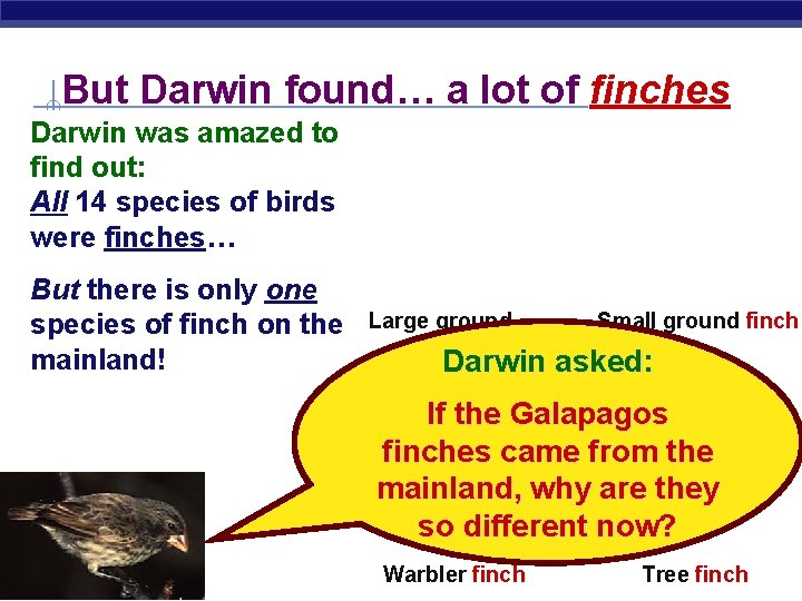 But Darwin found… a lot of finches Darwin was amazed to find out: All