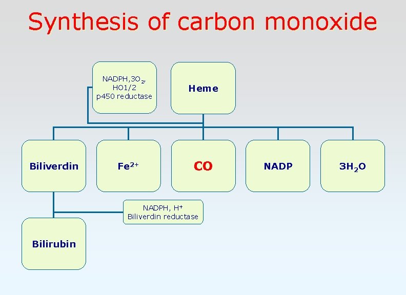 Synthesis of carbon monoxide NADPH, 3 O 2, HO 1/2 p 450 reductase Biliverdin