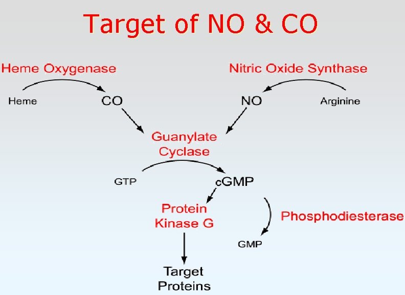 Target of NO & CO 