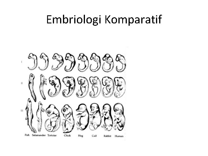 Embriologi Komparatif 