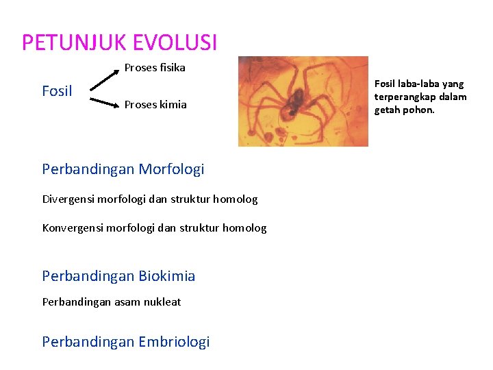 PETUNJUK EVOLUSI Proses fisika Fosil Proses kimia Perbandingan Morfologi Divergensi morfologi dan struktur homolog