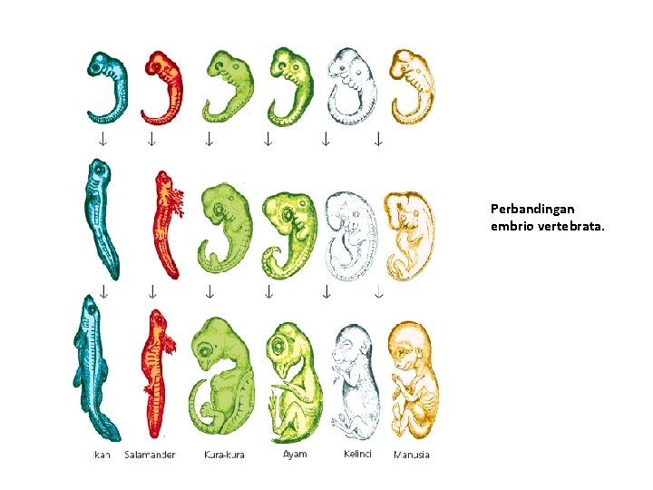 Perbandingan embrio vertebrata. 