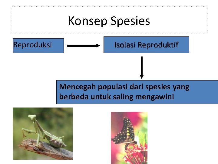 Konsep Spesies Reproduksi Isolasi Reproduktif Mencegah populasi dari spesies yang berbeda untuk saling mengawini