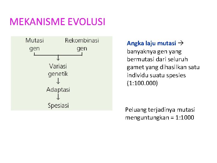 MEKANISME EVOLUSI Angka laju mutasi banyaknya gen yang bermutasi dari seluruh gamet yang dihasilkan