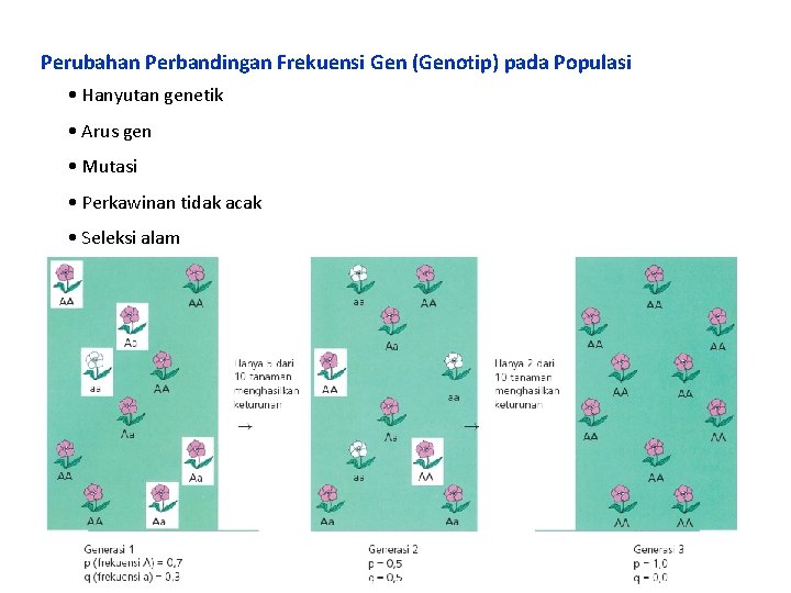 Perubahan Perbandingan Frekuensi Gen (Genotip) pada Populasi • Hanyutan genetik • Arus gen •