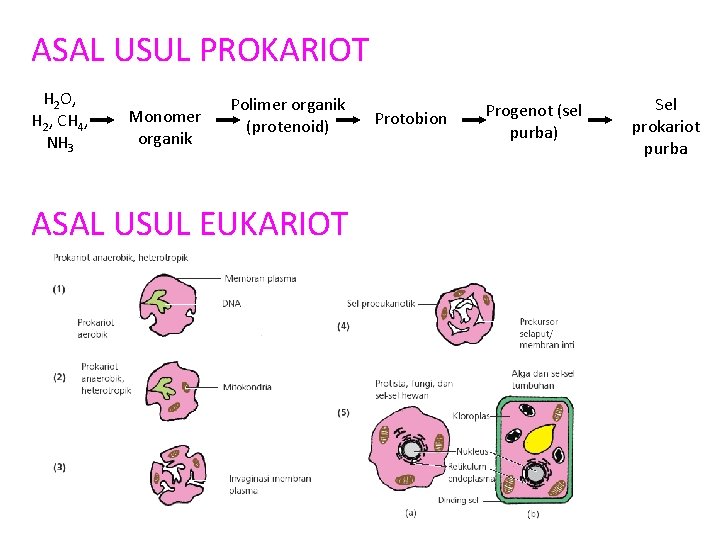 ASAL USUL PROKARIOT H 2 O, H 2, CH 4, NH 3 Monomer organik