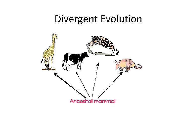 Divergent Evolution 