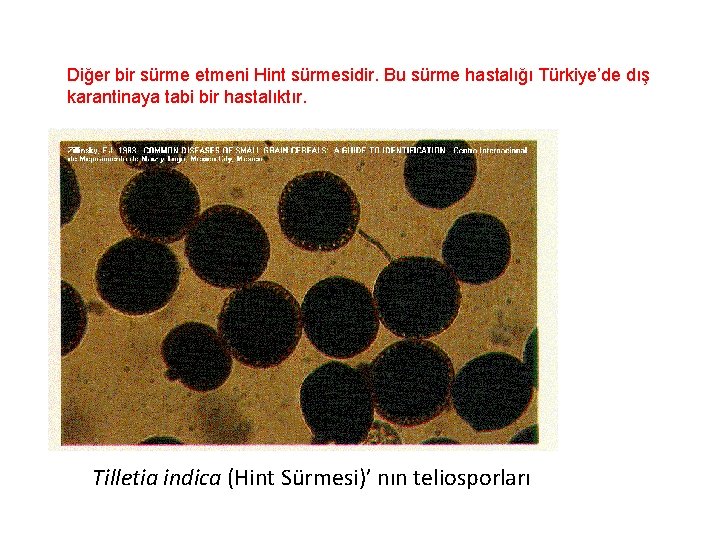 Diğer bir sürme etmeni Hint sürmesidir. Bu sürme hastalığı Türkiye’de dış karantinaya tabi bir