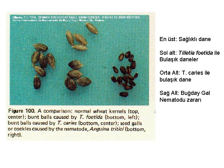 En üst: Sağlıklı dane Sol alt: Tilletia foetida ile Bulaşık daneler Orta Alt: T.