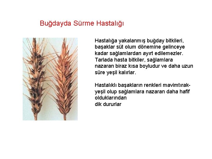 Buğdayda Sürme Hastalığı Hastalığa yakalanmış buğday bitkileri, başaklar süt olum dönemine gelinceye kadar sağlamlardan