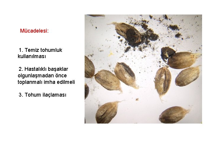  Mücadelesi: 1. Temiz tohumluk kullanılması 2. Hastalıklı başaklar olgunlaşmadan önce toplanmalı imha edilmeli