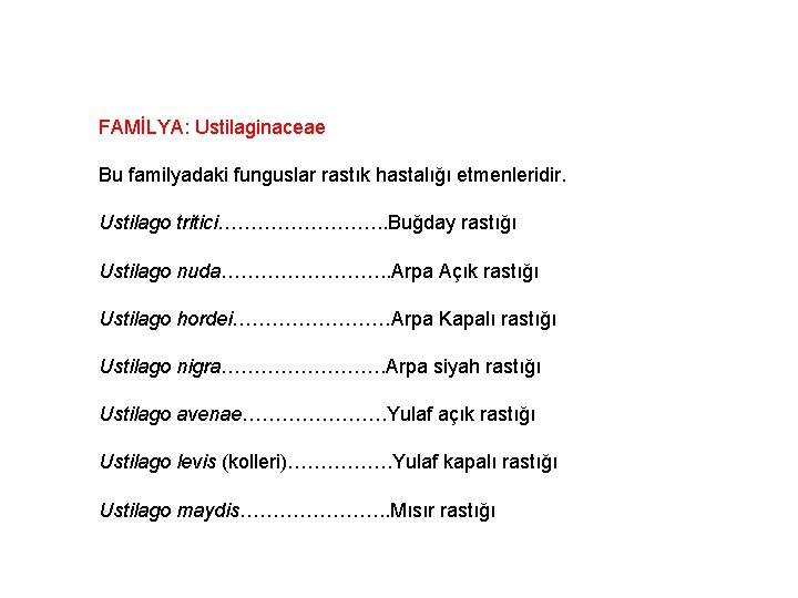FAMİLYA: Ustilaginaceae Bu familyadaki funguslar rastık hastalığı etmenleridir. Ustilago tritici…………. . Buğday rastığı Ustilago