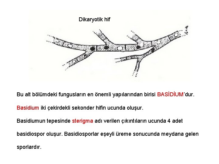 Dikaryotik hif Bu alt bölümdeki fungusların en önemli yapılarından birisi BASİDİUM’dur. Basidium iki çekirdekli