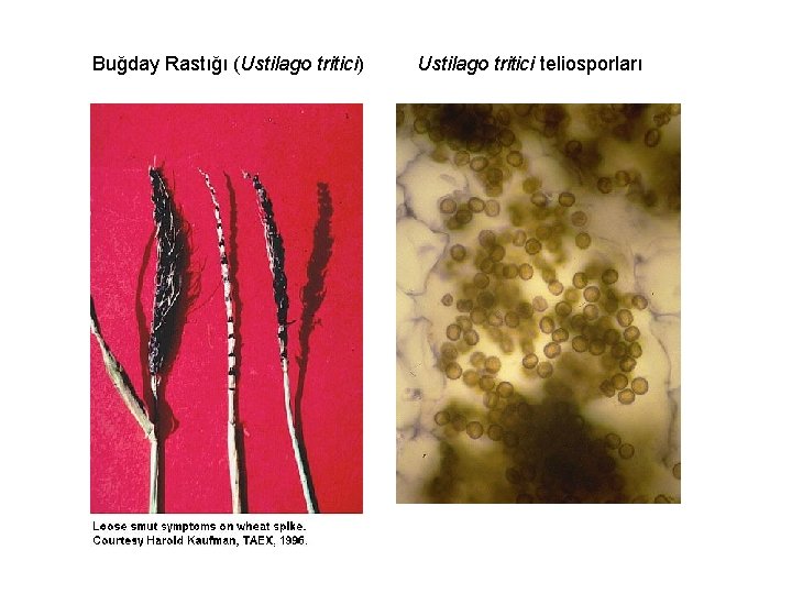 Buğday Rastığı (Ustilago tritici) Ustilago tritici teliosporları 