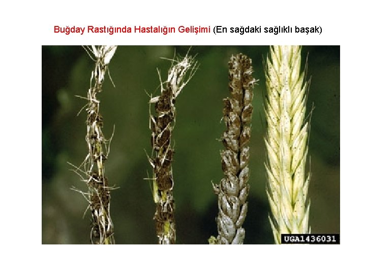 Buğday Rastığında Hastalığın Gelişimi (En sağdaki sağlıklı başak) 