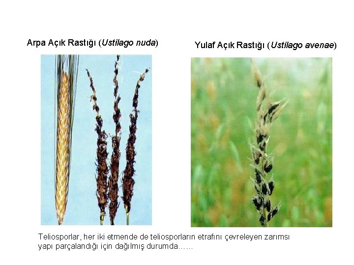 Arpa Açık Rastığı (Ustilago nuda) Yulaf Açık Rastığı (Ustilago avenae) Teliosporlar, her iki etmende