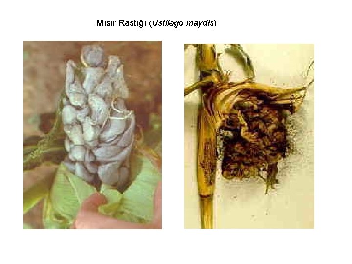 Mısır Rastığı (Ustilago maydis) 