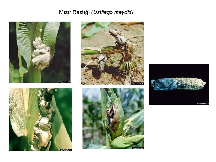 Mısır Rastığı (Ustilago maydis) 