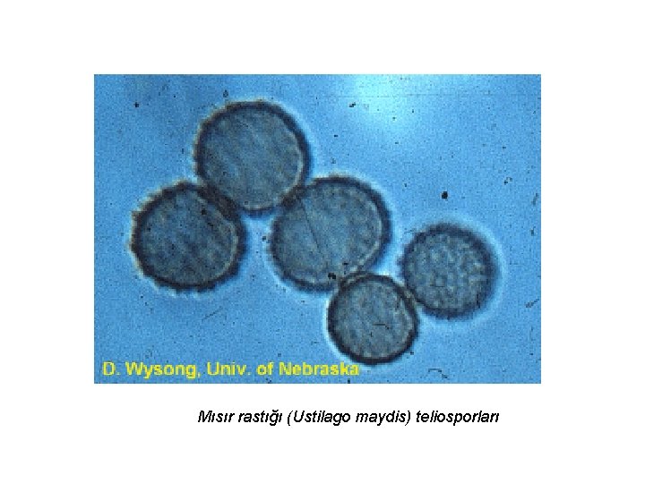 Mısır rastığı (Ustilago maydis) teliosporları 