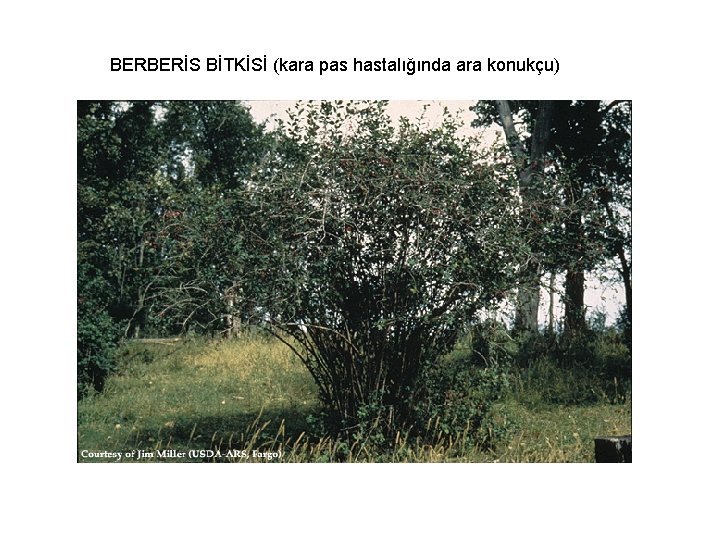 BERBERİS BİTKİSİ (kara pas hastalığında ara konukçu) 